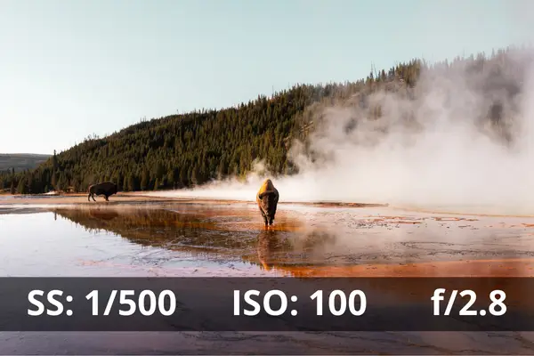 Wildlife Photography Shutter Speed Settings