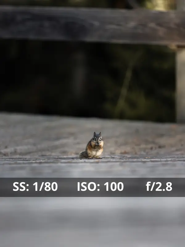 Shutter Speed Settings In Wildlife Photography