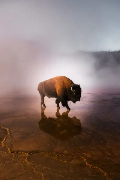 Bison At The Grand Prismatic Spring